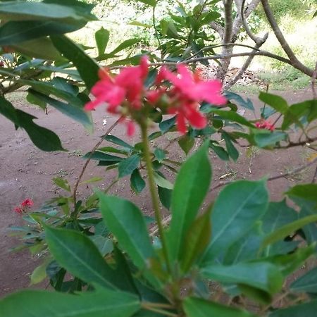 גילי מנו Noby Gili Cottages מראה חיצוני תמונה