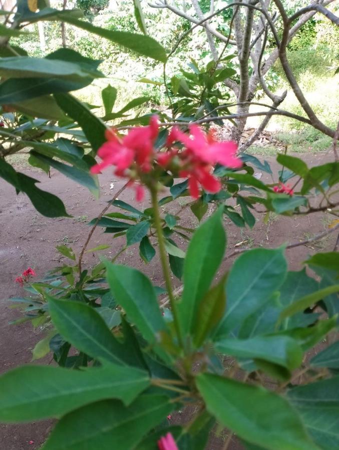 גילי מנו Noby Gili Cottages מראה חיצוני תמונה